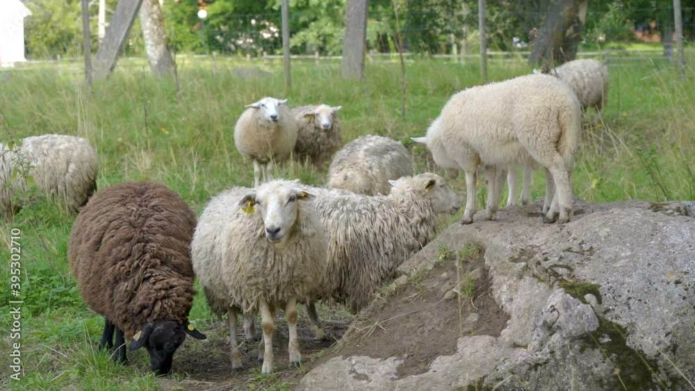 Group of white sheep on the farm field with the yellow tags on their ears in Estonia Group of white sheep on the farm field with the yellow tags on their ears in Estonia