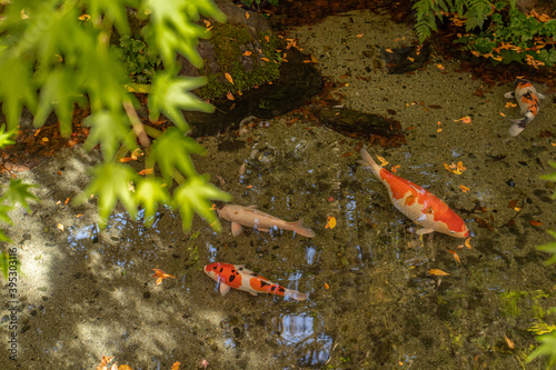 Beautiful and colorful japanese carp swimming in pond. photo