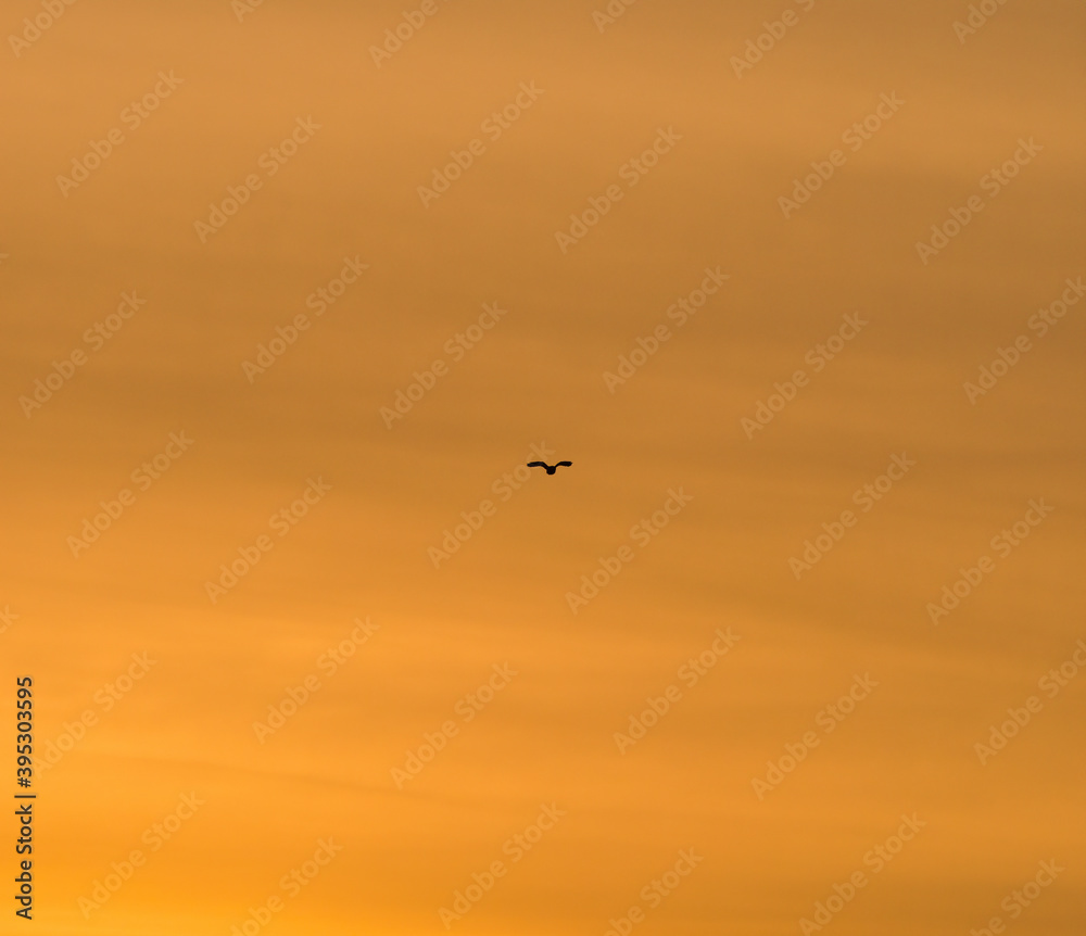 Silhouette of a bird flying at sunset against the crimson sky.
