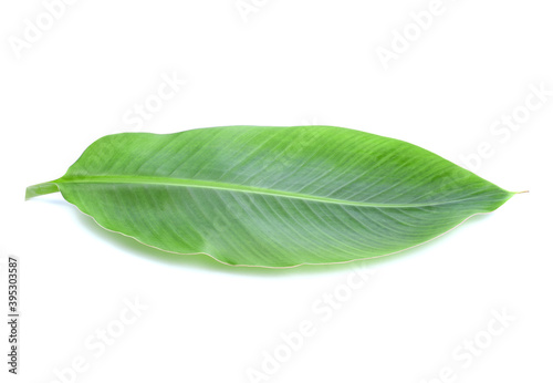 Green banana leaf isolated on white background.