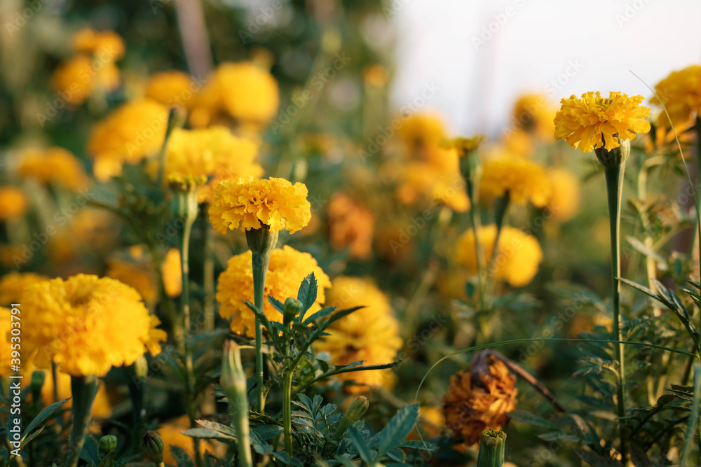 Obraz premium .The background of marigolds and the evening sun