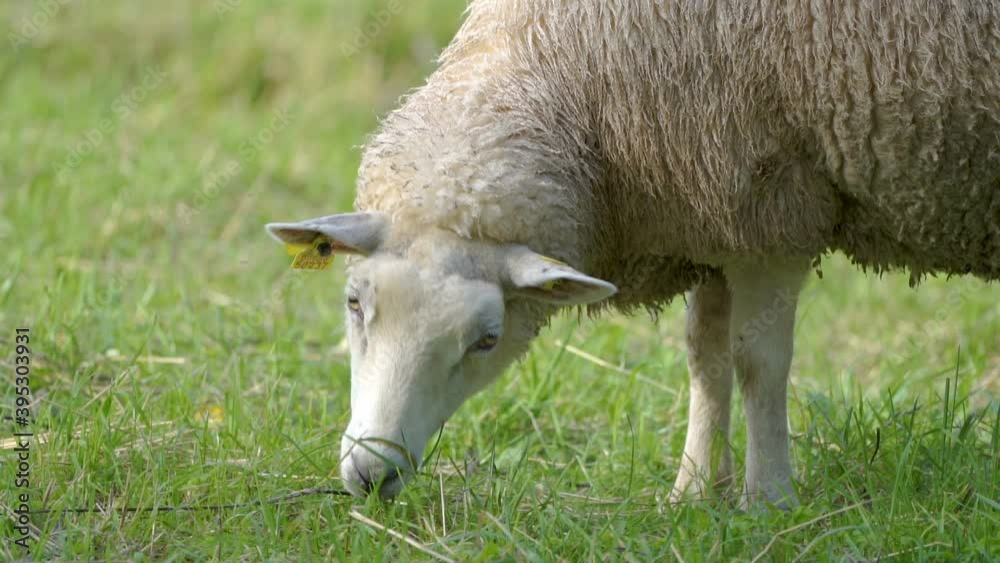 The closer look of the white sheep eating grasses on the ground field in Estonia The closer look of the white sheep eating grasses on the ground field in Estonia