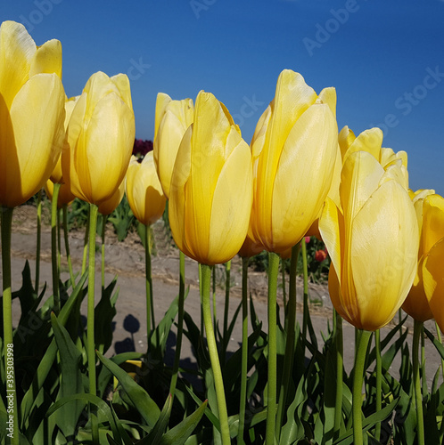 Tulipa Big Smile, Tulpenbluete photo