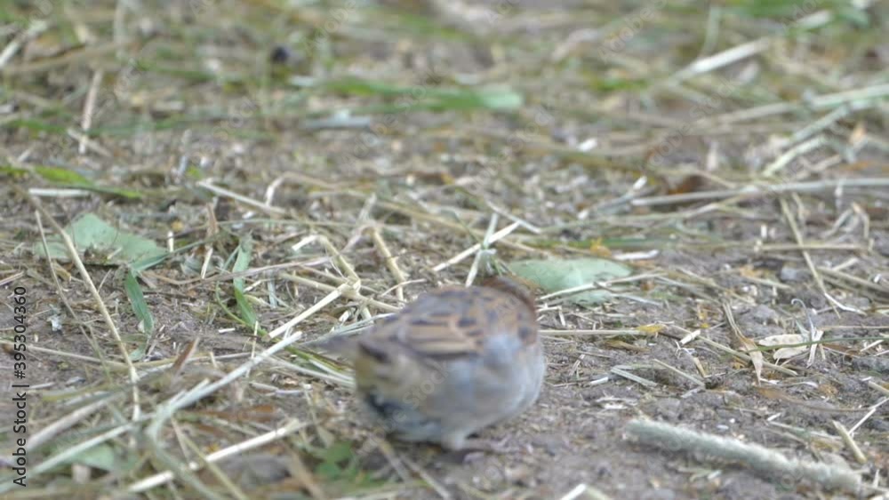 The closer look of the small bird on the ground picking some foods in Estonia The closer look of the small bird on the ground picking some foods in Estonia