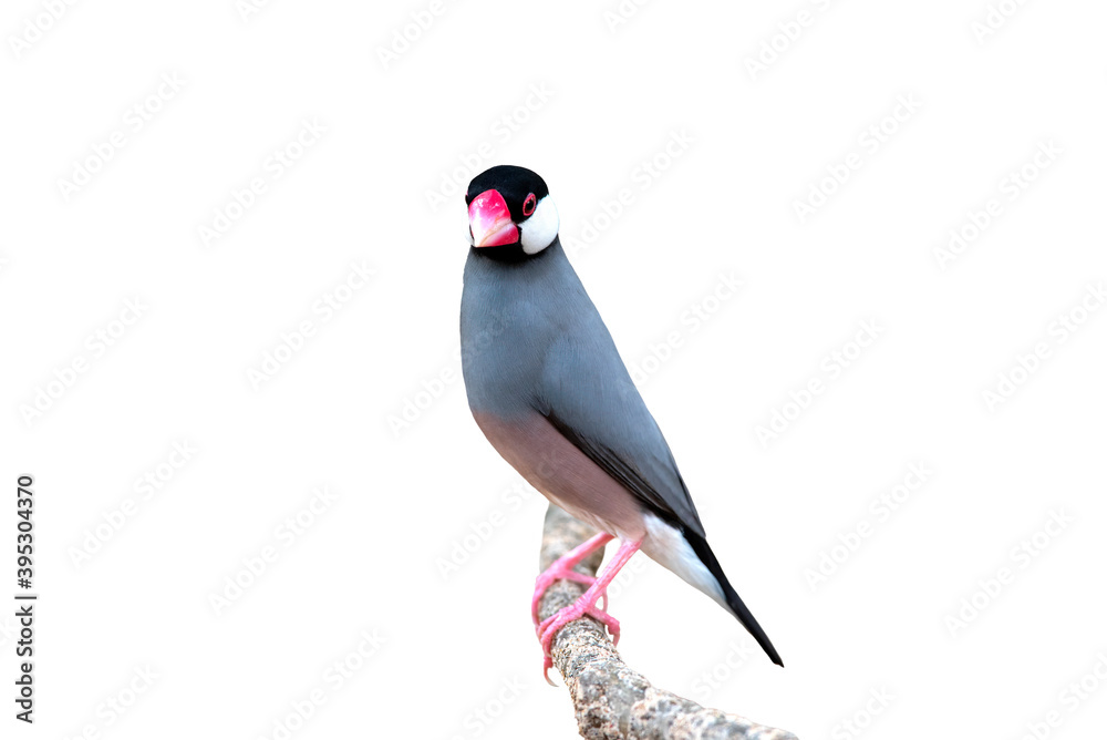 Fototapeta premium Java sparrow isolated on white background