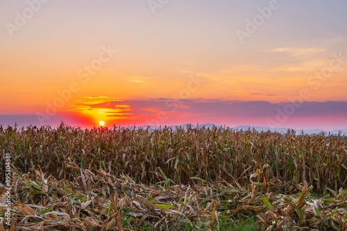 The sunset on the corn field