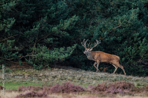 Red deer (Cervus elaphus) stag trying to impress the females in the rutting season  in the forest of National Park Hoge Veluwe in the Netherlands © henk bogaard