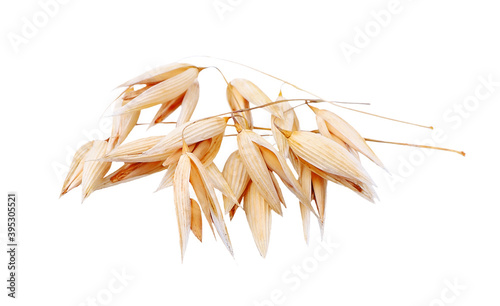 Oat plant isolated