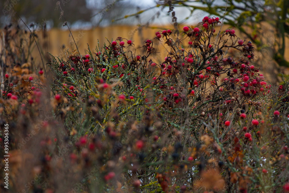 Frozen rose hips after the first snow. Frozen rose hips after the first snow.