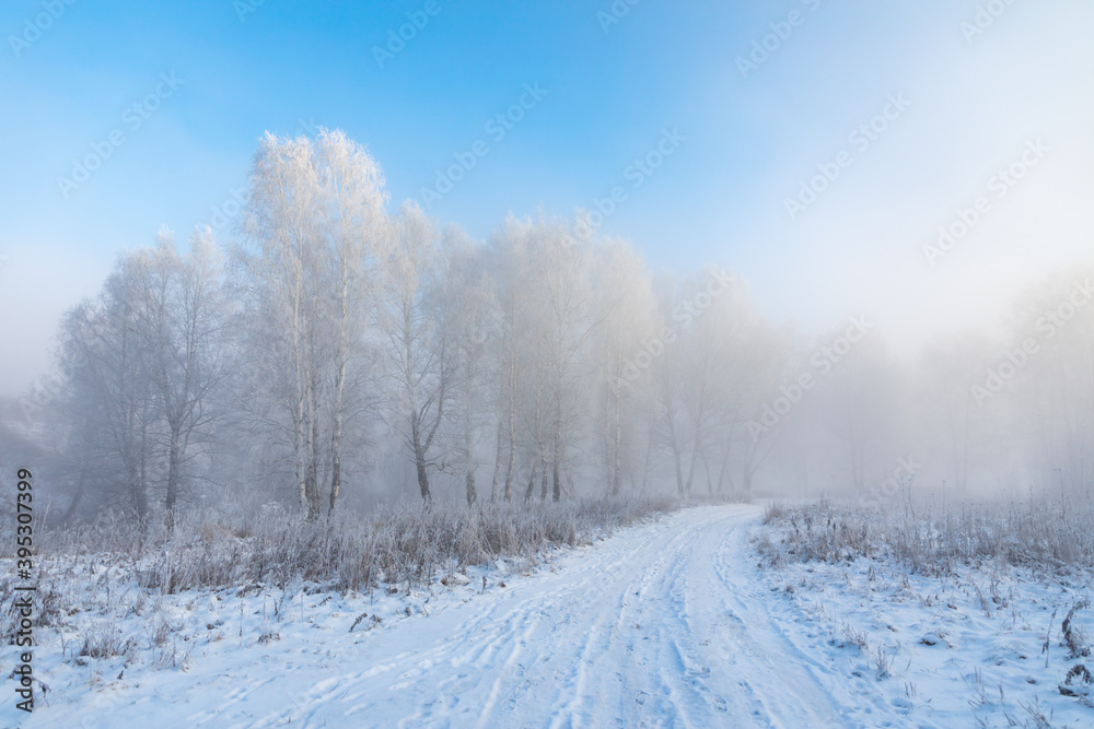 Obraz premium Birch trees are covered with hoarfrost and snow against a blue sky. Winter frosty landscape in Siberia, Russia
