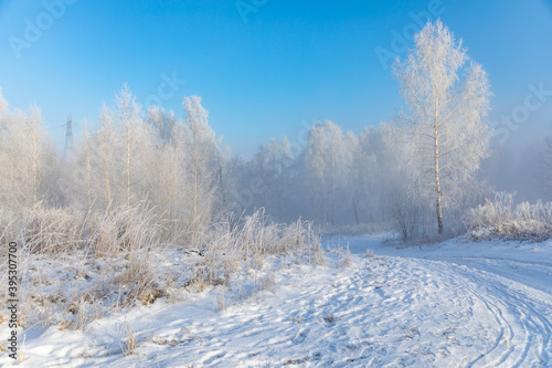 Birch trees are covered with hoarfrost and snow against a blue sky. Winter frosty landscape in Siberia, Russia © dtatiana