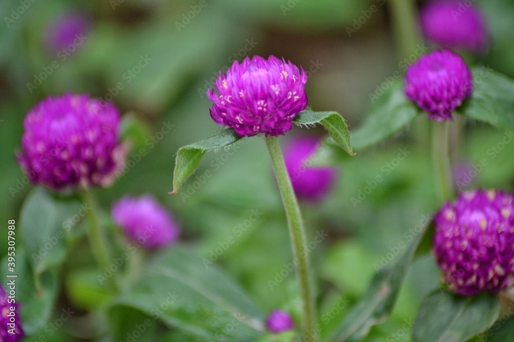 Gomphrena flower with green leaves, bokeh background Gomphrena flower with green leaves, bokeh background