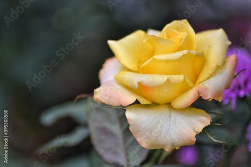 fresh topis roses, bokeh background