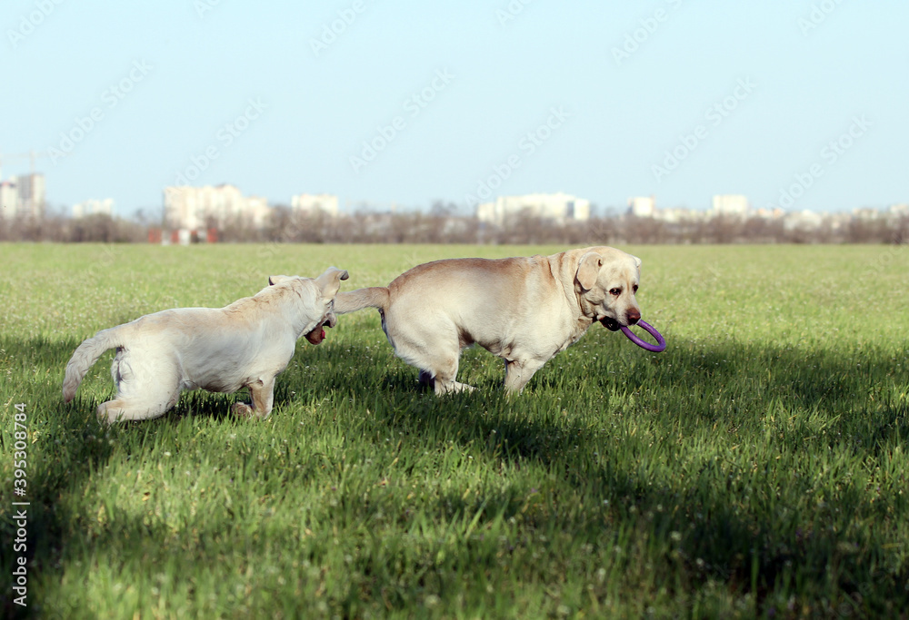 two yellow labradors in the park two yellow labradors in the park