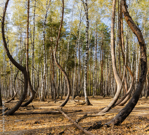 Panorama of the dancing forest in the Ryazan region in Russia. photo