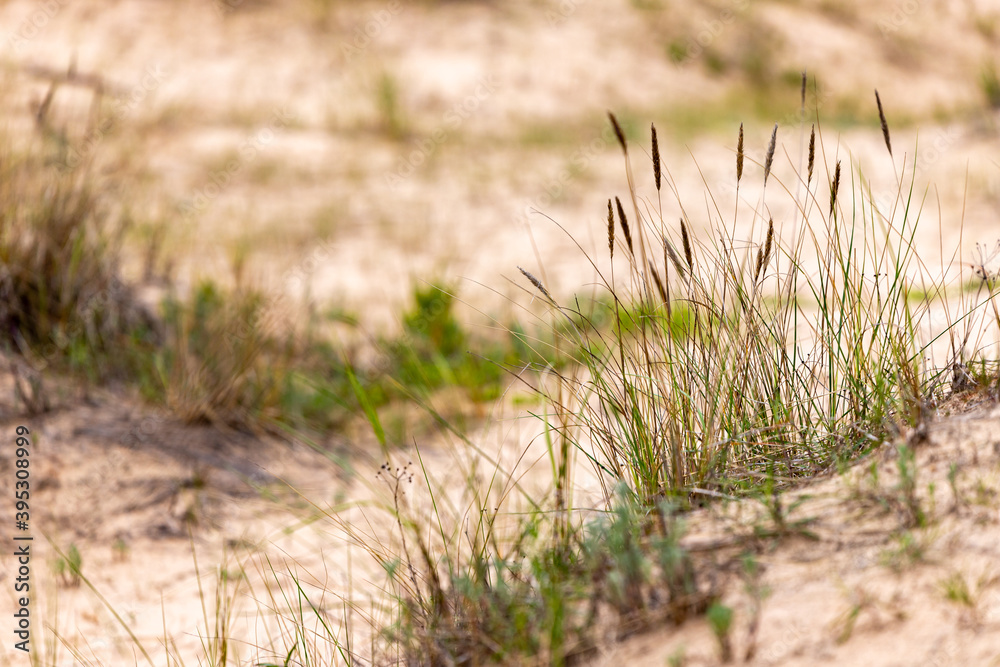 Yellow grass growing on the beach of Baltic Sea, Latvia having blurred background of yellow sand and green grass Yellow grass growing on the beach of Baltic Sea, Latvia having blurred background of yellow sand and green grass