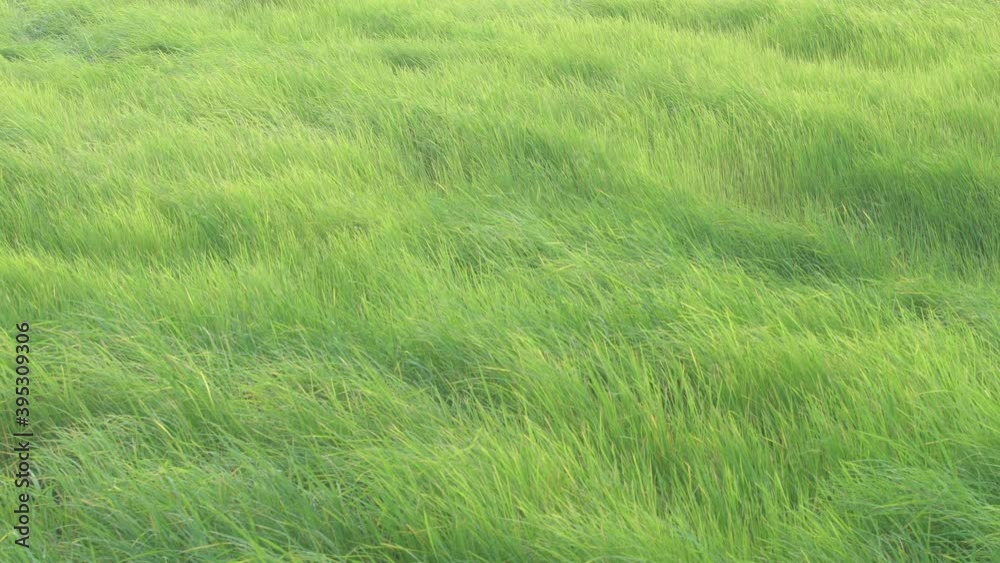 Green Meadow in the wind breeze rural scene day time Green Meadow in the wind breeze rural scene day time