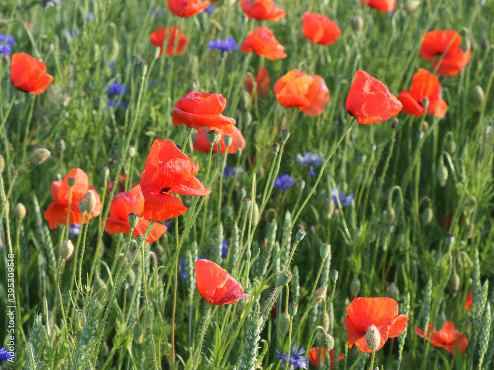 Obraz premium Red poppy among the field grasses in summer. Beautiful wildflowers. Untouched nature.