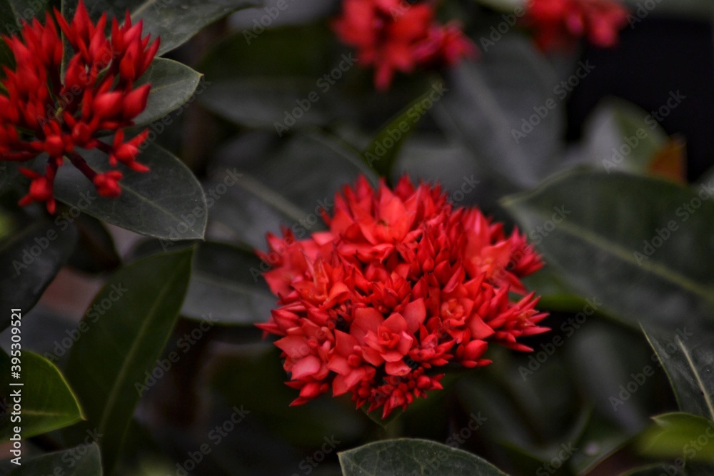 soka flower, beautiful tropical flower, background bokeh
