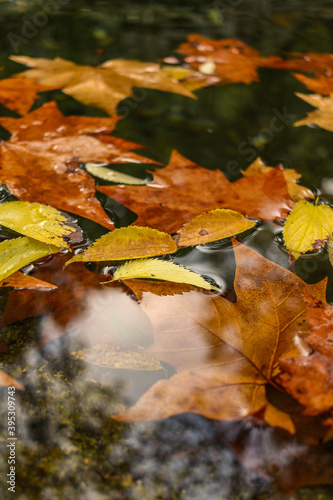 autumn leaves on the water