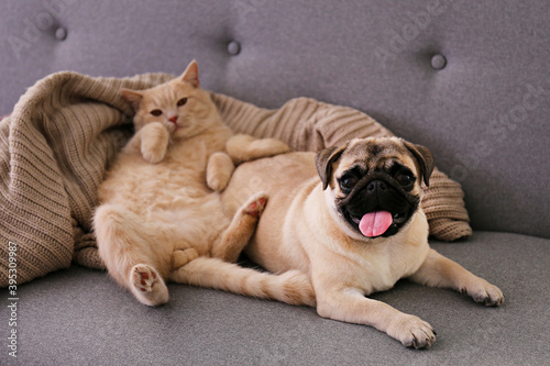 Fototapeta Naklejka Na Ścianę i Meble -  Cute red Scottish fold cat & funny pug lying on grey textile sofa at home. Purebred short hair straight-eared kitty and lop-eared dog with sleepy sad face. Background, copy space, close up.