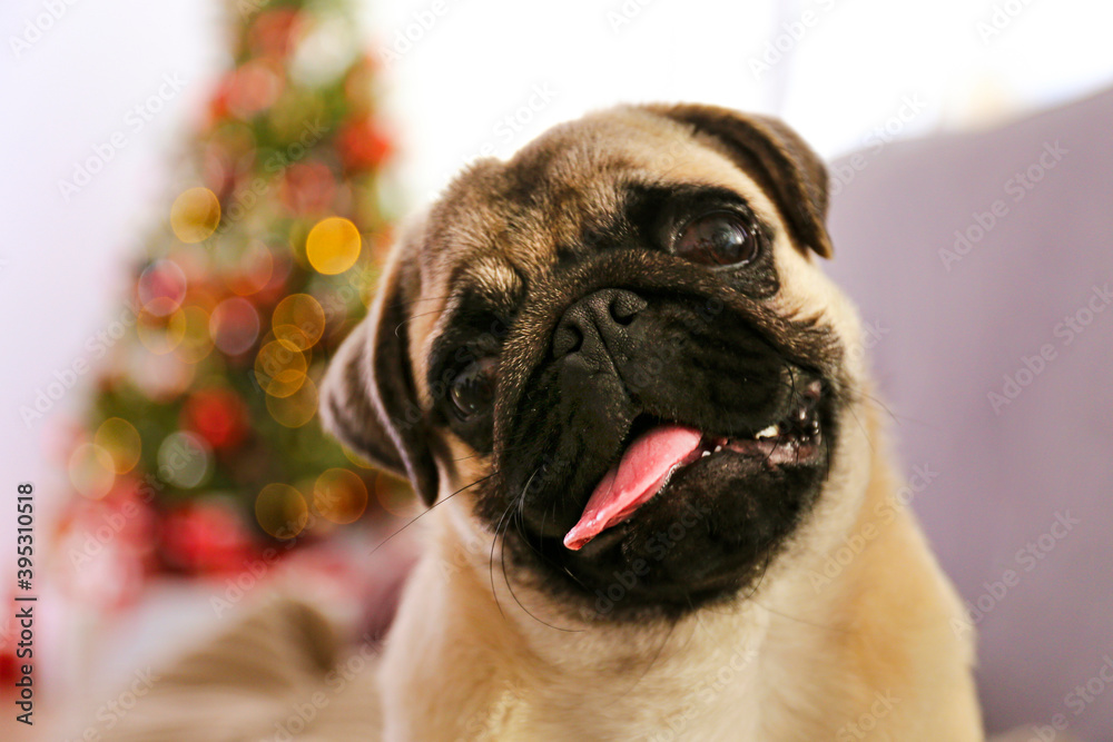 Adorable pug over the christmas tree with blurry festive decor. Portrait of beloved dog with wrinkled faceat home and pine tree with bokeh effect lights. Close up, copy space.