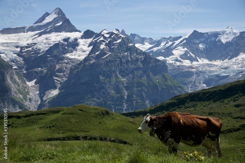 swiss mountains and a cow