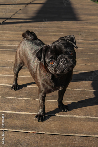 Young black dog pug posing, looking with curiosity at camera as she's standing on a wooden deck