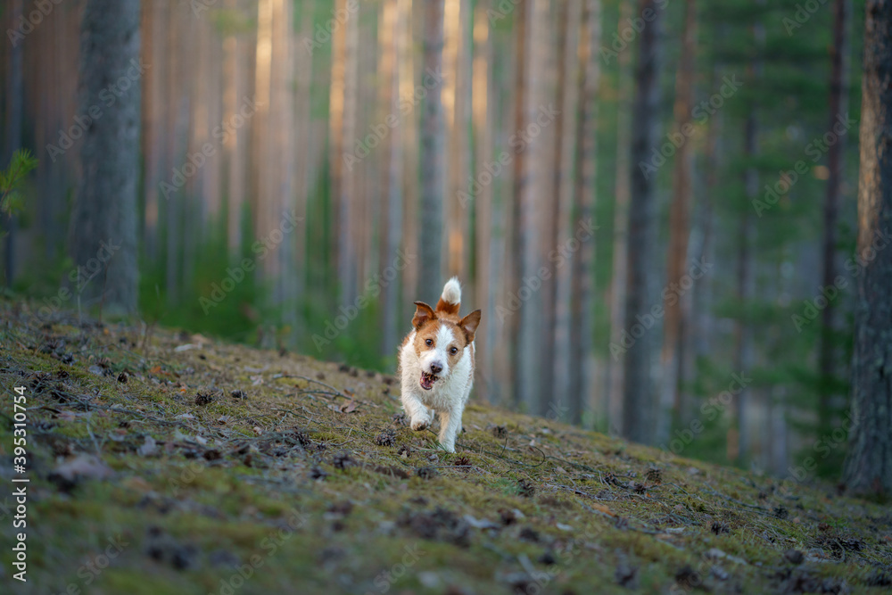 dog in the forest. Jack Russell Terrier walks on nature dog in the forest. Jack Russell Terrier walks on nature