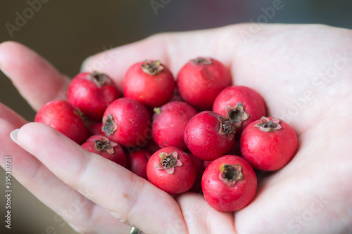 Hand full of red Scarlet Hawthorn fruits (Crataegus coccinea), 