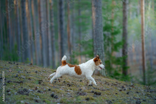 dog in the forest. Jack Russell Terrier walks on nature
