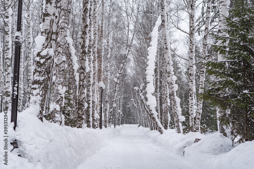 Winter in Siberia. A beautiful view of the snow-covered birch alley in the city park Winter in Siberia. A beautiful view of the snow-covered birch alley in the city park