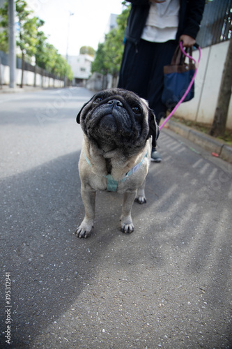 A pug's walking time