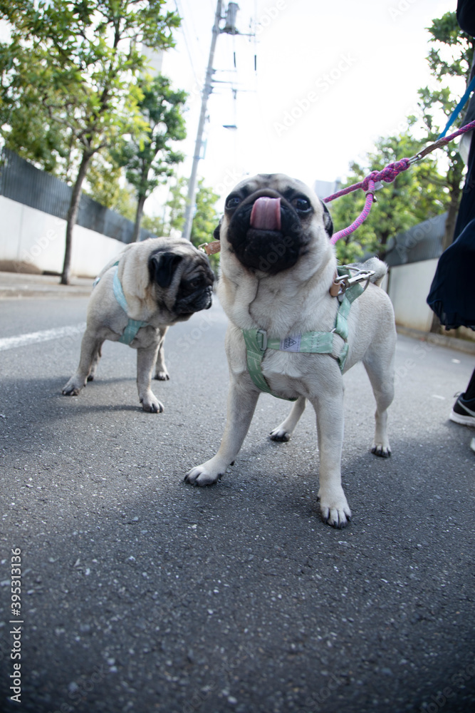 A pug's walking time