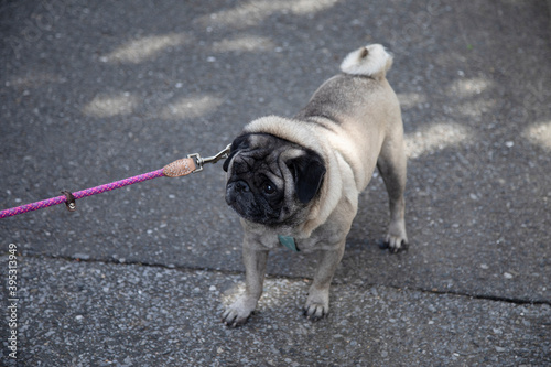 Pug doesn't want go for a walk photo