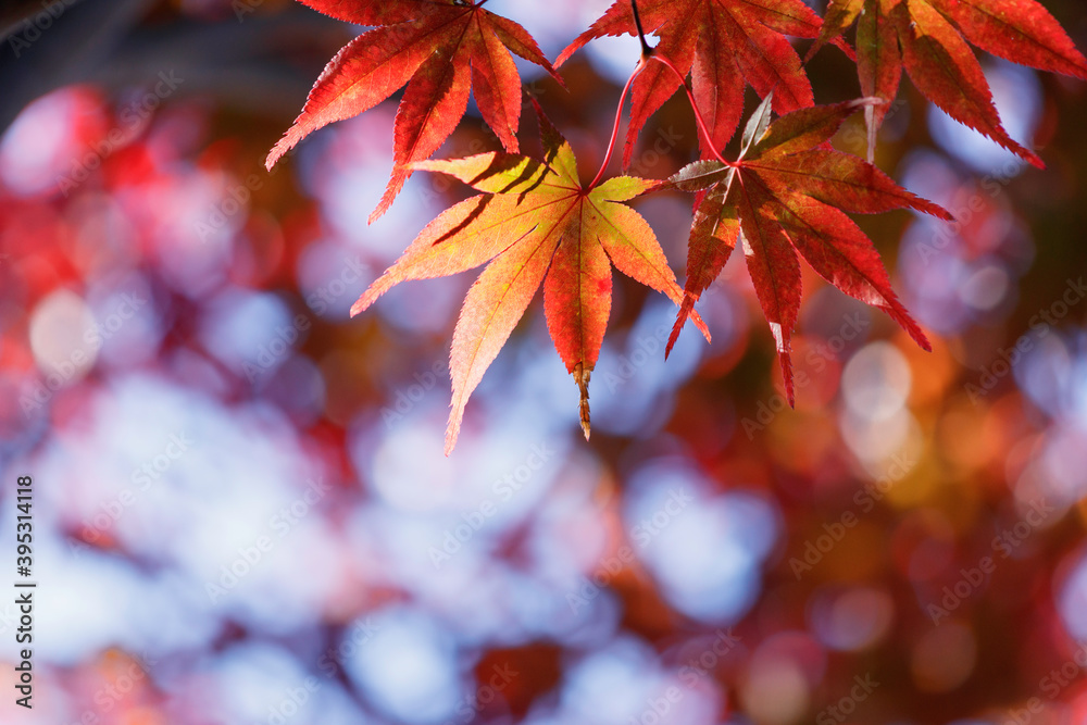 青空を背景に赤黄オレンジに色づいたモミジの葉