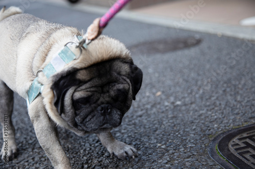 Pug doesn't want go for a walk