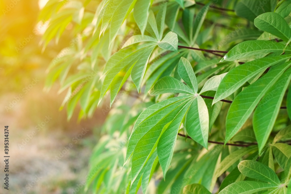 Group fresh green leaves of cassava trees in fram agriculture at evening time with orange light close-up. Group fresh green leaves of cassava trees in fram agriculture at evening time with orange light close-up.