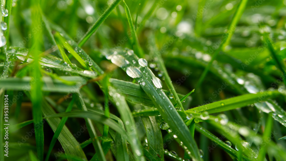 Green grass with water droplets after rain Green grass with water droplets after rain