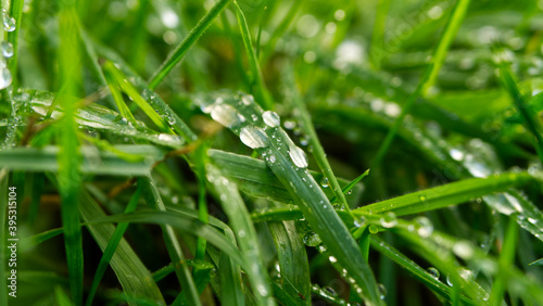 Green grass with water droplets after rain
