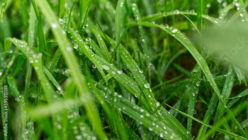 Green grass with water droplets after rain