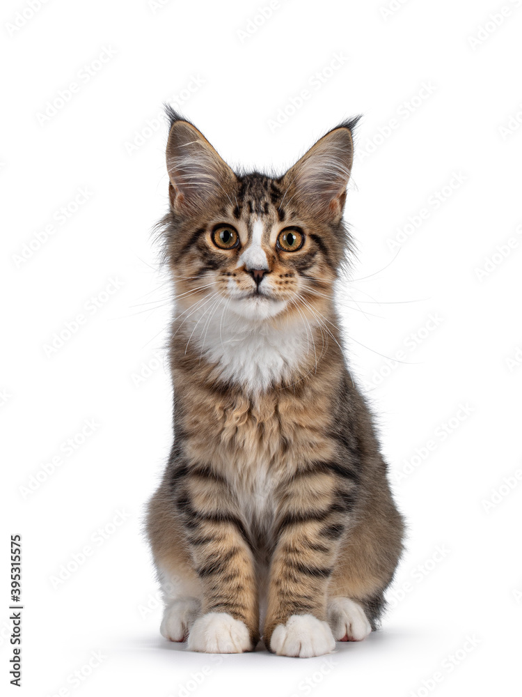 Cute alert brown tabby with white Maine Coon cat kitten, sitting facing front. Looking straight to camera. Isolated on white background.
