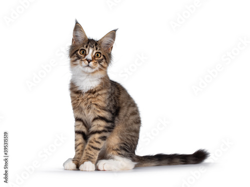 Cute alert brown tabby with white Maine Coon cat kitten, sitting side ways. Looking straight to camera. Isolated on white background.