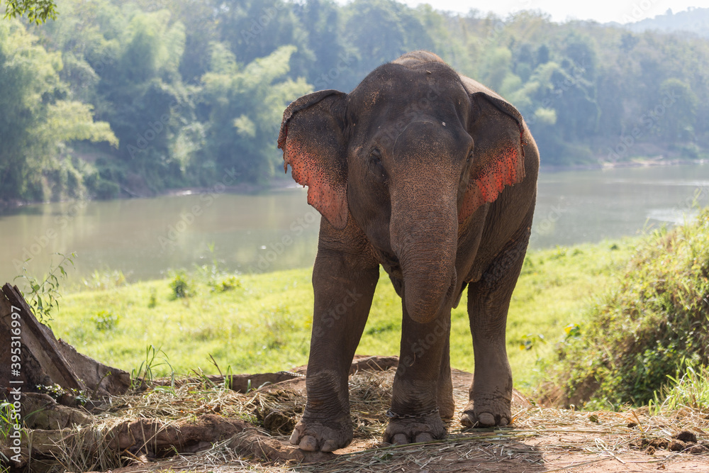 Fototapeta premium Elephant standing under tree backlit by river in Laos elephant sanctuary