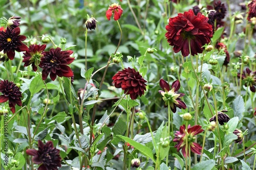 Red Flowers