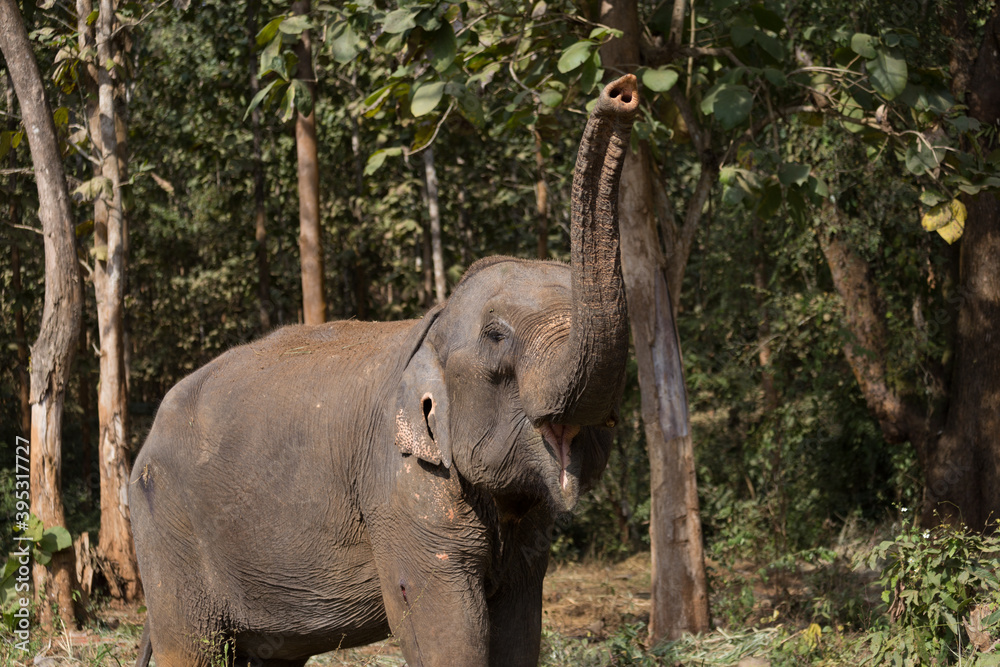 Fototapeta premium Elephant standing under tree in Laos elephant sanctuary