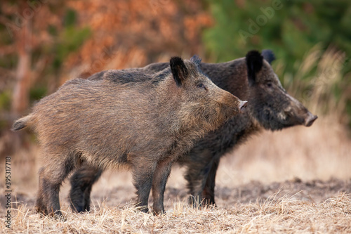Two alert wild boars, sus scrofa, standing on field in autumn nature. Attentive hairy animals looking aside on dry grass in fall. Dirty brown mammals observing on meadow.