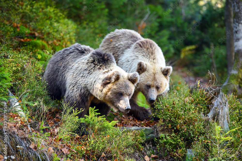 Obraz premium Two young brown bears in the authumn forest