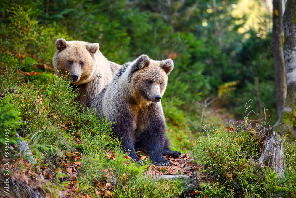 Two young brown bears in the authumn forest
