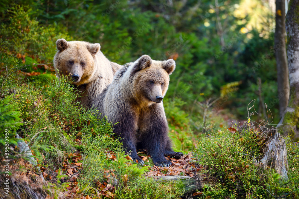 Obraz premium Two young brown bears in the authumn forest